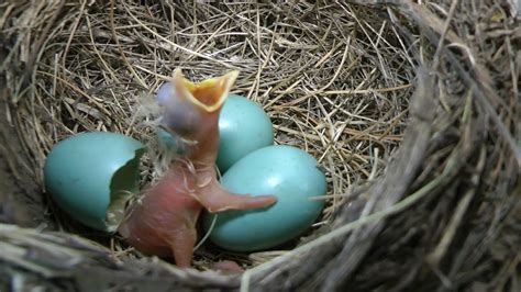 Best Ever Newly Hatched Robin Begging For Food By Willcfish Tips And