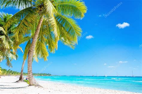 Caribbean Beach With Exotic Palm Trees Stock Photo By ©ankamonika 72836295
