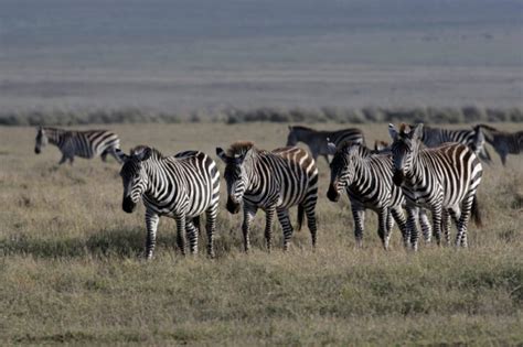 Plains Zebra Facts Common Zebras Equus Quagga