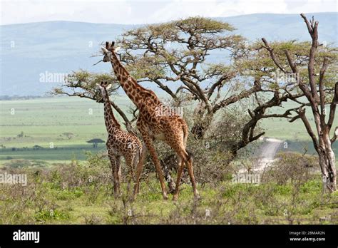 African Savanna Acacia Trees Hi Res Stock Photography And Images Alamy