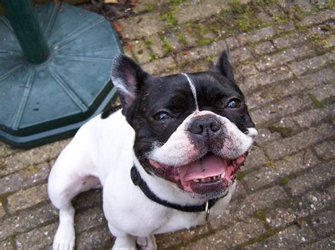 Everything about french bulldogs is more expensive than the average dog. Let Sleeping Dogs Lie: The French Bulldog: Dog Breed Post #1
