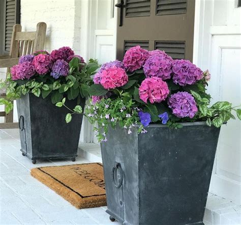 23 Front Door Plants For A Lush Stylish Arrival Area