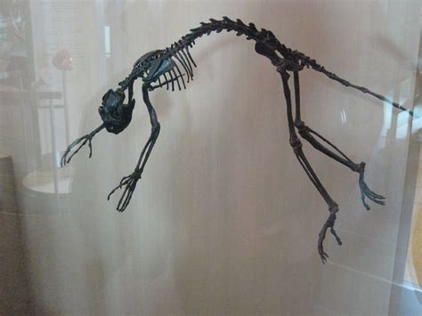 Notharctus Tenebrosus 49 Million Years Ago A Monkey Calle Flickr