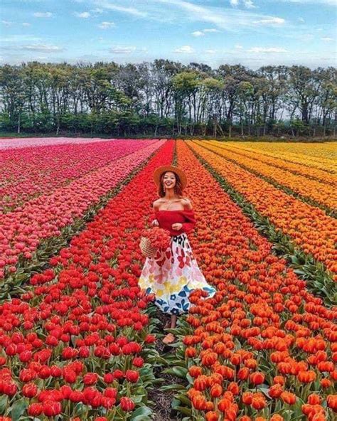 Holland Sea Of Flowers In Full Bloom Where Have Million Dutch Tulips Gone Crushed By The