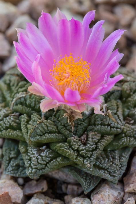 Thanks for choosing your austin mueller airport home depot in austin, tx. Living Rock Cactus | Wildflower Center, Austin, TX USA ...