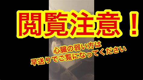 閲覧注意！！心臓の弱い方は早送りしてご覧になってください！巨大アナコンダにネズミを与えたら！！凄い事になりました！ Youtube