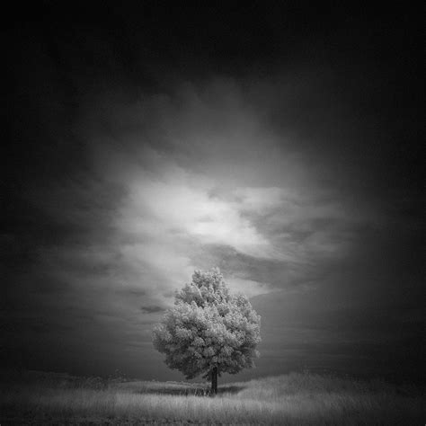 A Lone Tree In Northville Ny Minimalist Photography Awards