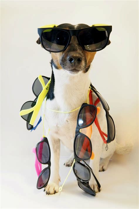 Doggie wearing shades. Sun glasses on a doggie. Dog ...