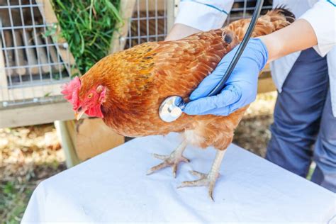 11 Common Chicken Diseases To Be Aware Of Know Your Chickens