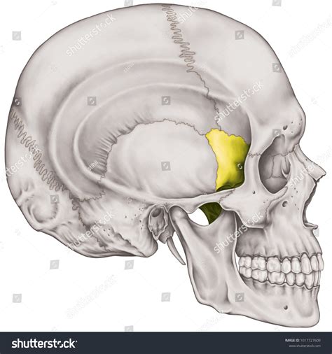 Sphenoid Bone Cranium Bones Head Skull Stock Illustration 1017727609