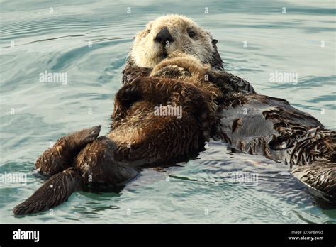 Baby Sea Otter Holding Hands