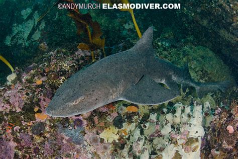 Spotted Gully Shark Information And Pictures Of The Sharptooth Houndshark