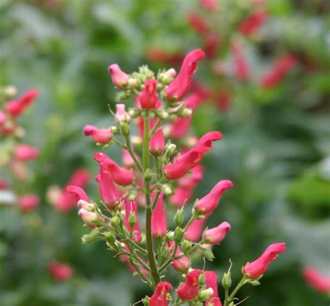 Jeffco Master Gardeners Landscaping With Colorado Native Plants