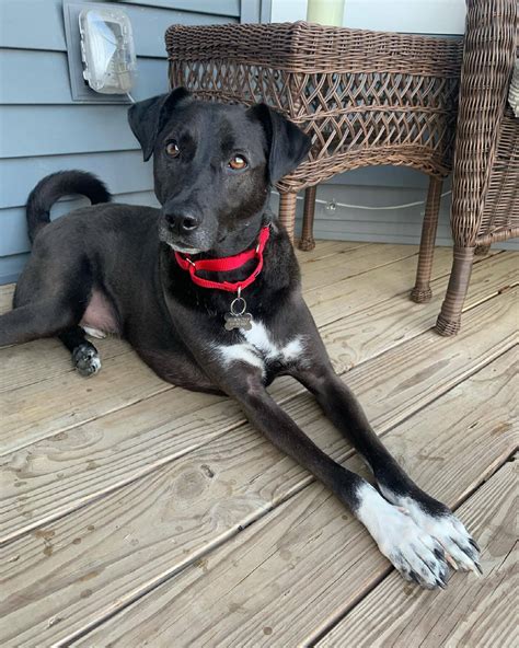 Dog for adoption - Magnus, a Saluki & Labrador Retriever Mix in