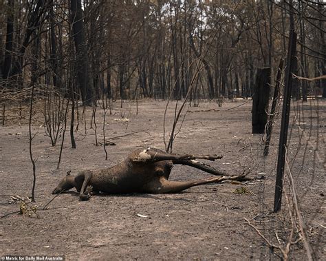 Dying Kangaroos Destroyed Homes And Cars Reduced To Ash Catastrophic