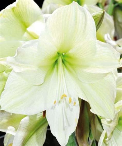 Check spelling or type a new query. Amaryllis: Prachtvolle Zwiebelblumen | Pflanzen, Amaryllis ...