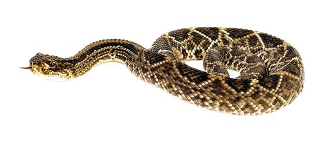 Rattlesnake Snake Png Download 1000439 Free Transparent Snake