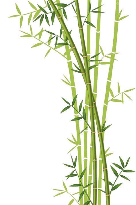 Bamboo Vector Png