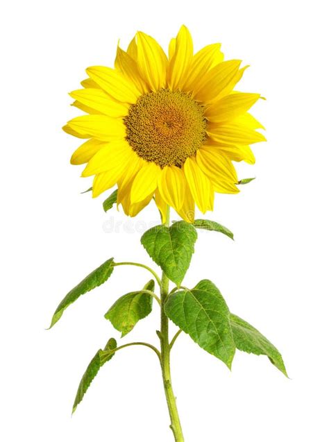 Sunflower On White Stock Image Image Of Beautiful Orange 11133705