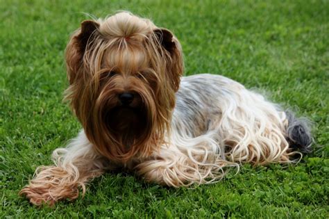 And all this in order to create a political union with a greedy. Chien - Elevage Béatrice Graux - eleveur de chiens Yorkshire Terrier