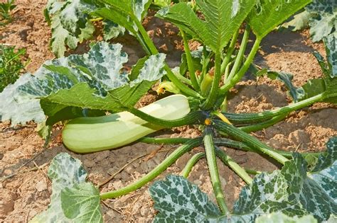 With proper storage, fresh zucchini harvested from the garden lasts about one to two weeks. Growing Zucchini - Garden & Greenhouse