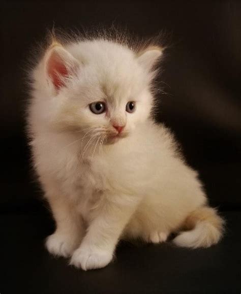 Sale document (z to a). Katt Katt: Ragdoll Kittens For Sale Az