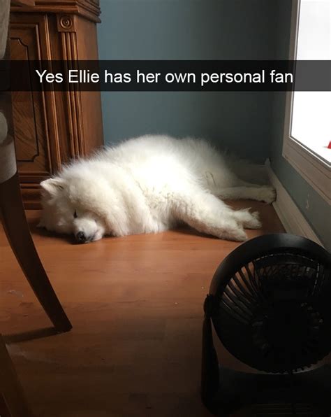 72 Spoiled Dogs That Live Better Than You Ever Will Bored Panda