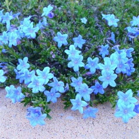 They are a favorite among gardeners from their huge yields, great taste and reliability. Blue Perennial Flowers? Try Lithodora! by Laura K : HGTV ...
