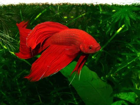 Siamese Fighting Fish Facts Tank Mates Diet And Care