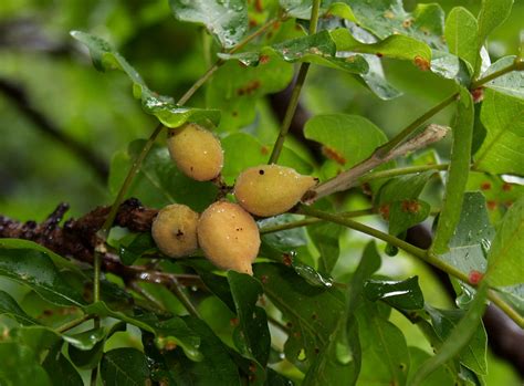 Flora Of Zambia Species Information Individual Images Lecaniodiscus