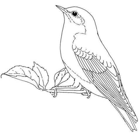 613x860 awesome eastern bluebird coloring page or mountain bluebird. Bluebirds Coloring Omnivorous Bird Sheet | Bird coloring ...