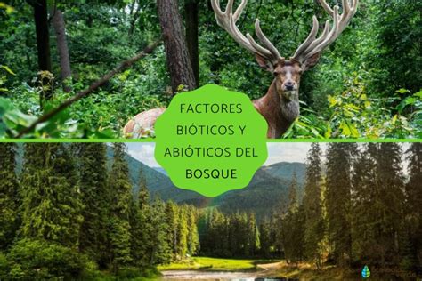 Selva Mediana O Bosque Tropical Subcaducifolio Factores Bioticos Y