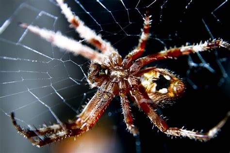 Some of the world's most dangerous spiders. 38 Cool Spider Pictures