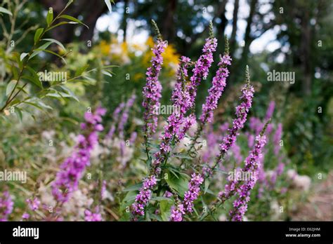 Chamerion Angustifolium Pink Flowers Willow Herb On Meadow Stock Photo