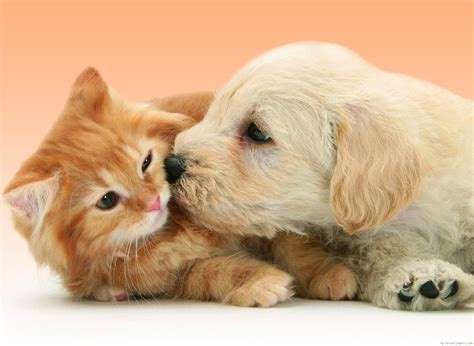 Puppy Dog Kissing Cat Cat And Dog Wallpaper Animal Fun Wallpaperforu