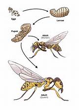 Wasp Lifespan Pictures