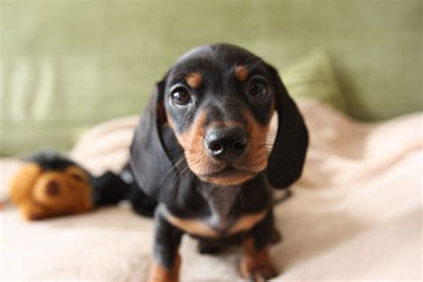 6 Common Dachshund Skin Problems And How To Prevent Them Dachshund Today