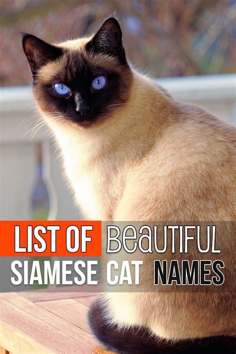 Russian blue cat pictures lovely and cute russian blue cat pictures. List of Beautiful Siamese Cat Names | Cute cat names, Cat ...