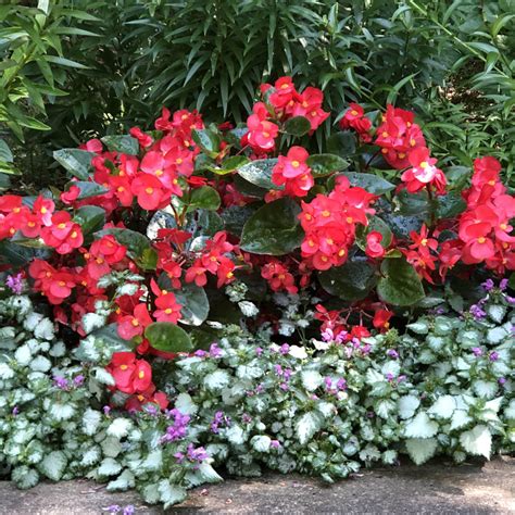 Begonia Surefire Red Buy Begonia Angelwing Annuals Online