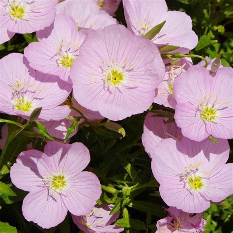 Showy Evening Primrose Seeds Oenothera Speciosa