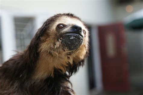 Sloth Rescue In The Guiana Shield Sloth Rescue Sloth Animals