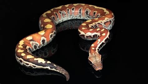 Beautiful Red Blood Python Pet Snake Snake Lovers Reptile Snakes