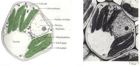Based on organelles present, which plant, or plant structure, is most likely not photosynthetic. Bio: Cell - InnoLearn