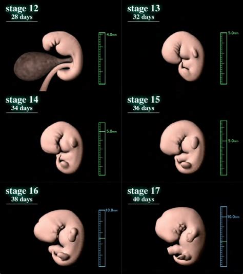 Computer Graphics Illustrating Human Embryonic Development Carnegie