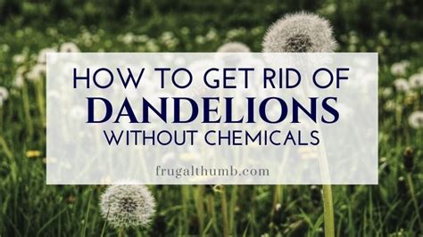 How To Get Rid Of Dandelions Without Chemicals Quickly And Easily