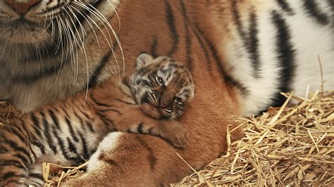 Making Its Debut To The World The Magical Moment Tiger Cub Opens His Eyes Excitement In Every