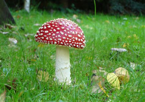 Mushroom Pictures - Freaking News