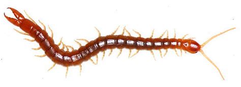 What Is The Difference Between A Centipede And A Millipede Your Garden