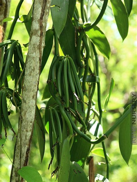 Where can i buy paper towels and napkins? REAL Vanilla, Planifolia Orchid | Orchids, Orchid plants ...
