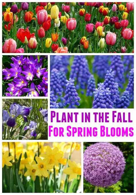 Best Fall Bulbs For Spring Blooms